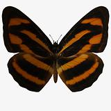Butterfly-Burmese Lascar