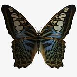Butterfly-Clipper
