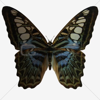 Butterfly-Clipper
