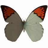 Butterfly-Great Orange Tip