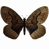 Butterfly-Hartigs Brahmea