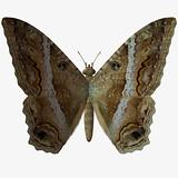 Butterfly-Mapper