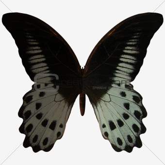 Butterfly-Marble Swallow Tail