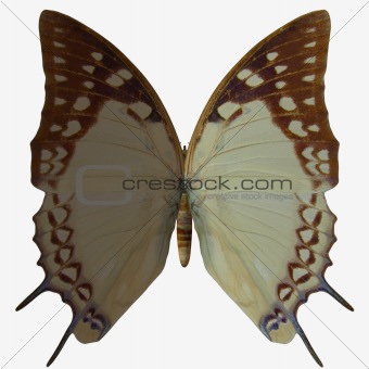 Butterfly-Nawab