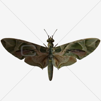 Butterfly-Oleander Hawk