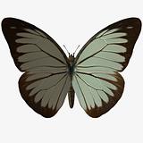 Butterfly-Pine White