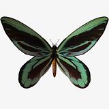 Butterfly-Qu Alexander Birdwing