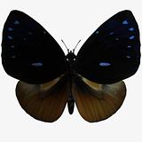 Butterfly-Queen Cracker