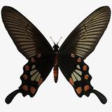 Butterfly-Rose Swallow Tail