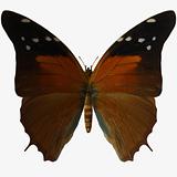 Butterfly-Russet Flipper