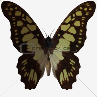 Butterfly-Swallow Tail