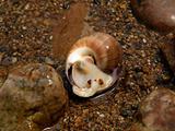 marine snail on ocean coast 