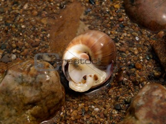 marine snail on ocean coast 