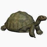 Galapagos Tortoise-Crouch