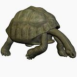 Galapagos Tortoise-LookDown