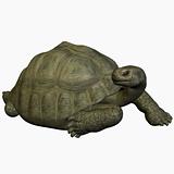 Galapagos Tortoise-LookingBack