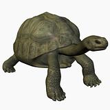 Galapagos Tortoise-Stand