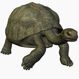 Galapagos Tortoise-Wark