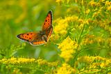 Butterfly and floral background