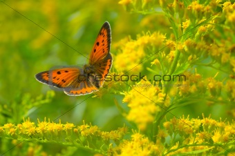 Butterfly and floral background