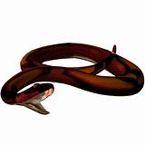 Snake-Copperhead