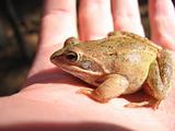 frog  sitting on a hand 