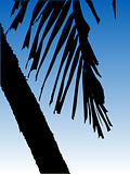 Vector Palm Tree
