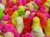 colorful chicks