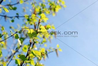 Spring branches