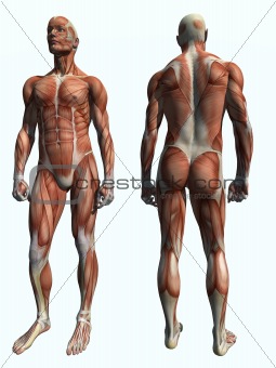 Muscle Male