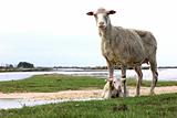 merino sheep with lamb