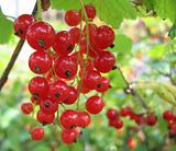 Red currant close-up 