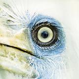 bird eye