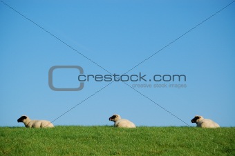 three sheeps