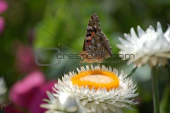 painted lady