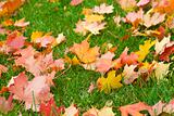 Maple leaves