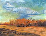 Geese landing in field
