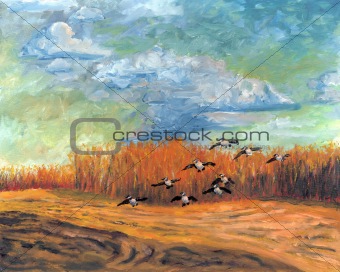 Geese landing in field