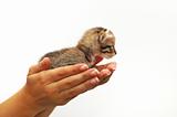 Hands cupping small kitten