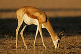 Grazing springbok antelope