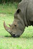 White Rhinoceros eating on the savannah