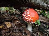 fly agaric under a  tree
