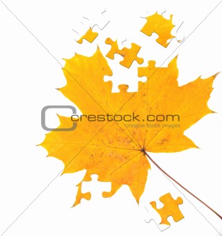 Autumn maple leaf 