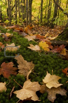 Fall color on Forest Floor