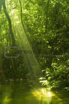 sunbeam in green forest