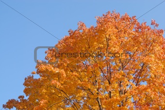 Tree in autumn colors against the blue sky