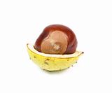 Chestnut with yellow shell