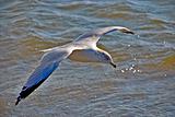 gull on wing above an ocean