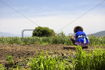 women working in farm