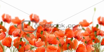 red poppy flowers meadow